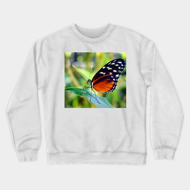 Macro Orange and Black Butterfly Crewneck Sweatshirt by Scubagirlamy